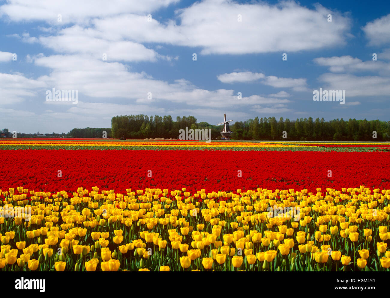 Tulip field and windmill at Keukenhof, Lisse, Holland Stock Photo