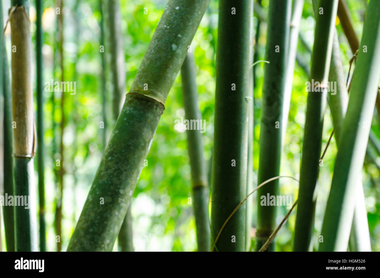 background bamboo trunks in green tropical jungle Stock Photo - Alamy