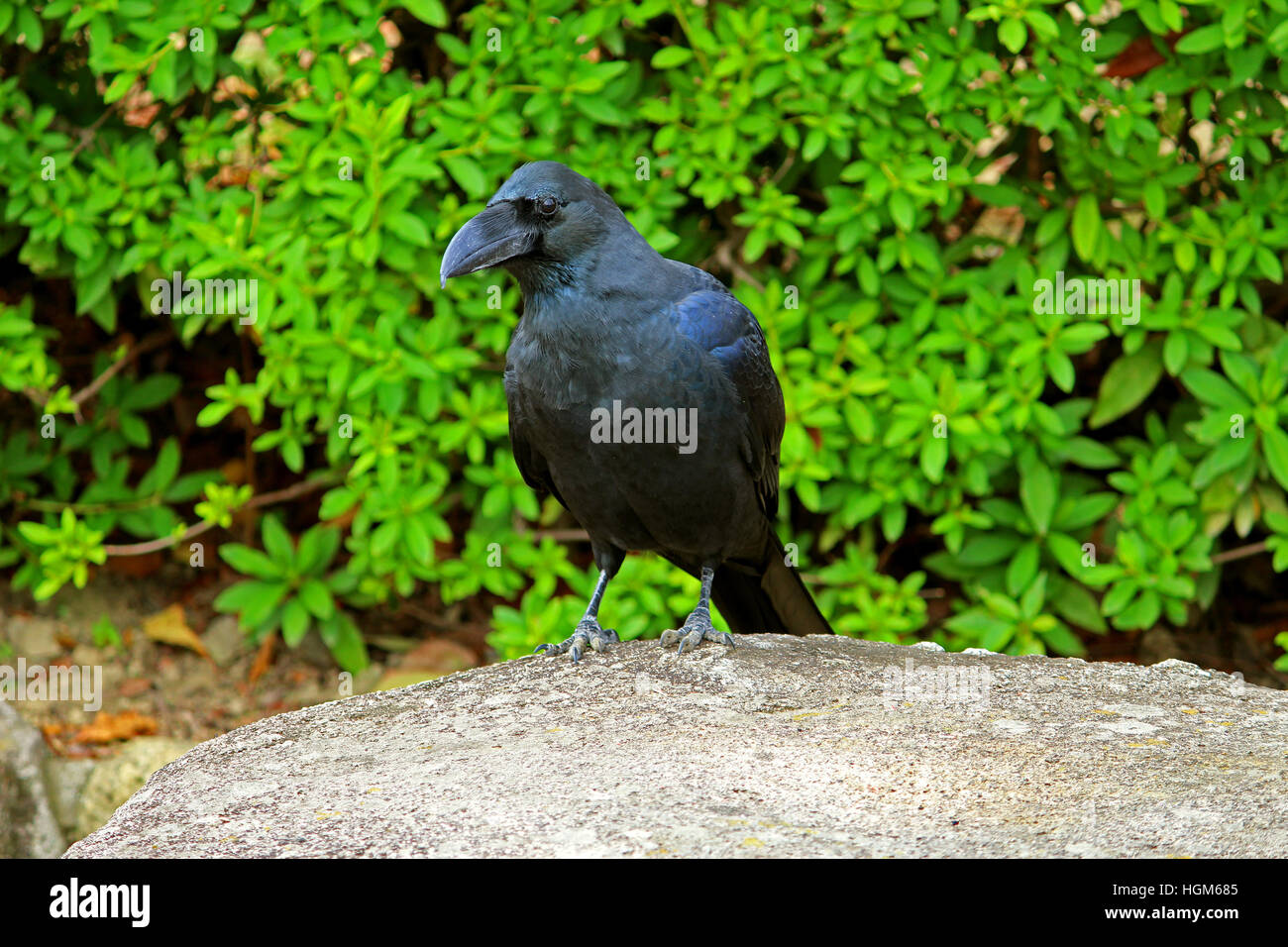 Japanese jungle crow hi-res stock photography and images - Alamy