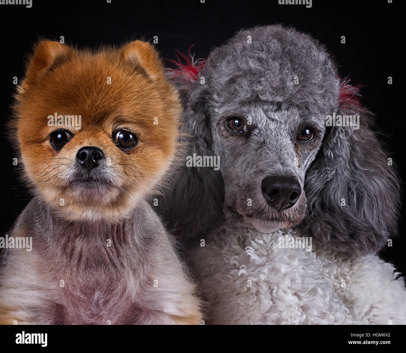 Pomeranian poodle puppies hi-res stock photography and images - Alamy