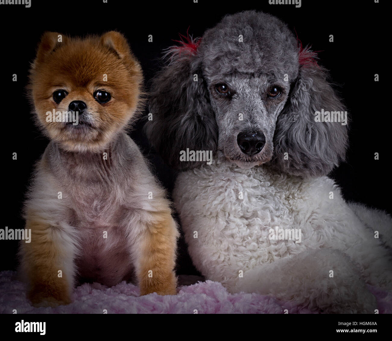 pomeranian and poodle puppies best friends Stock Photo - Alamy