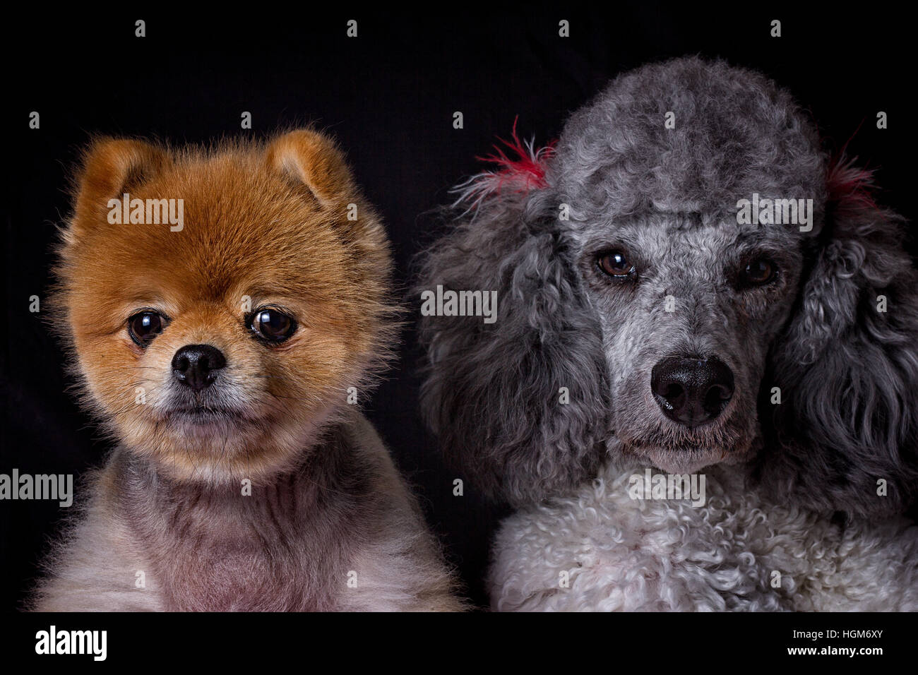pomeranian and poodle puppies best friends Stock Photo - Alamy