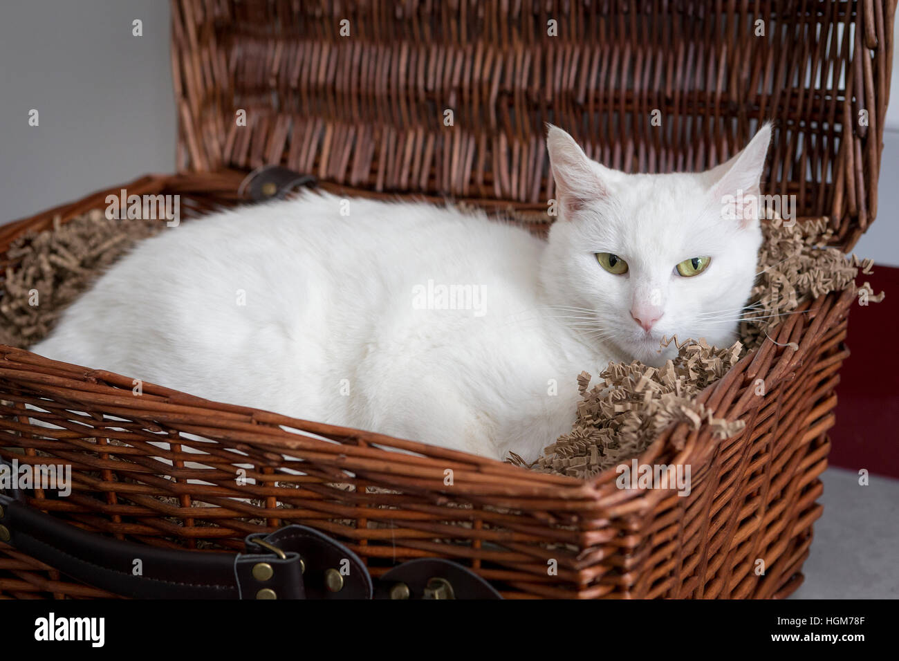 White cat resting in a wicker food hamper on a kitchen worksurface Stock Photo