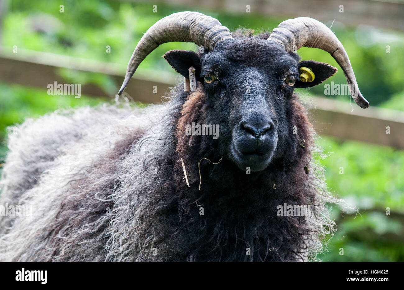 Black horned Sheep Stock Photo