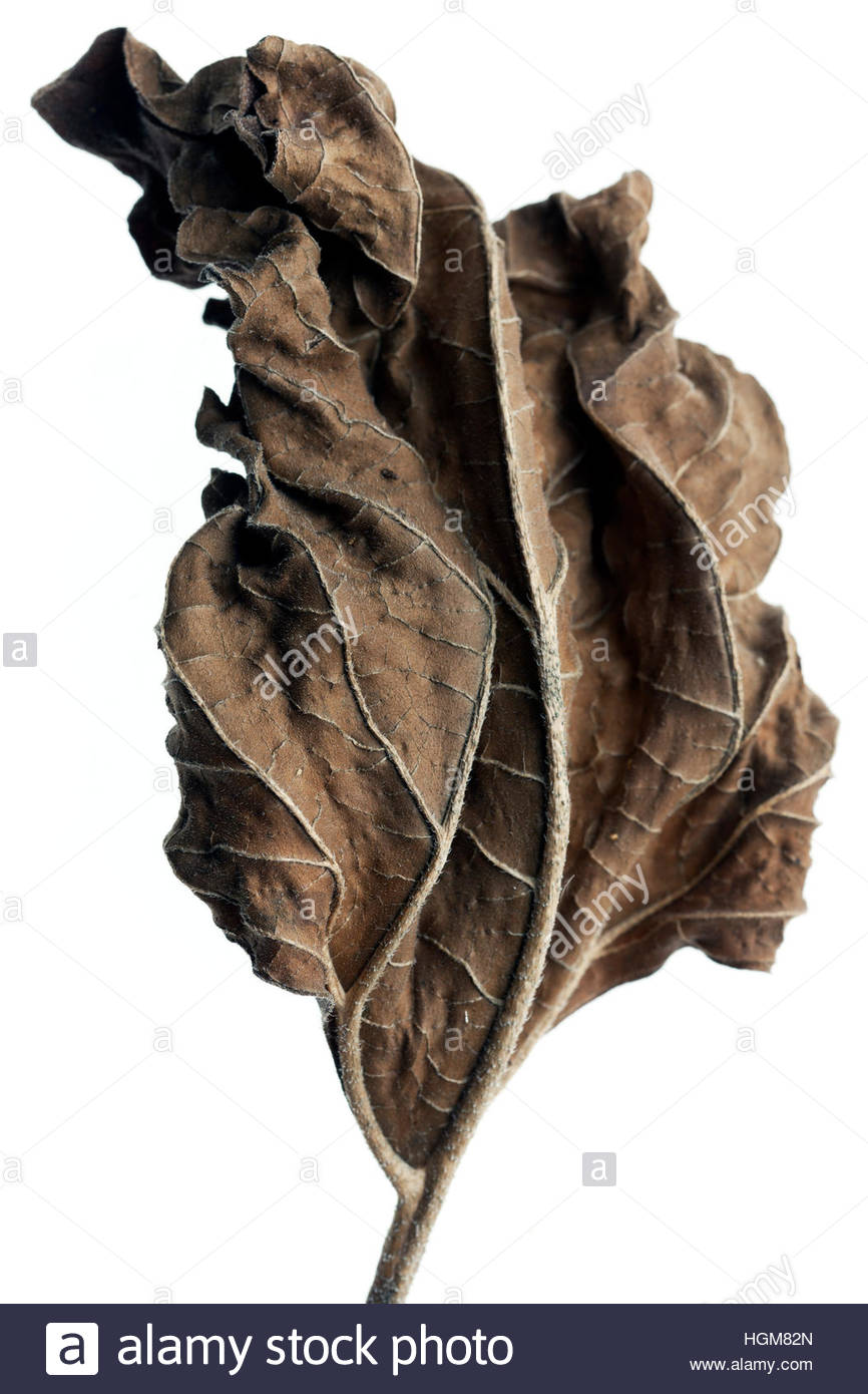 Shrivel Skin Stock Photos & Shrivel Skin Stock Images - Alamy