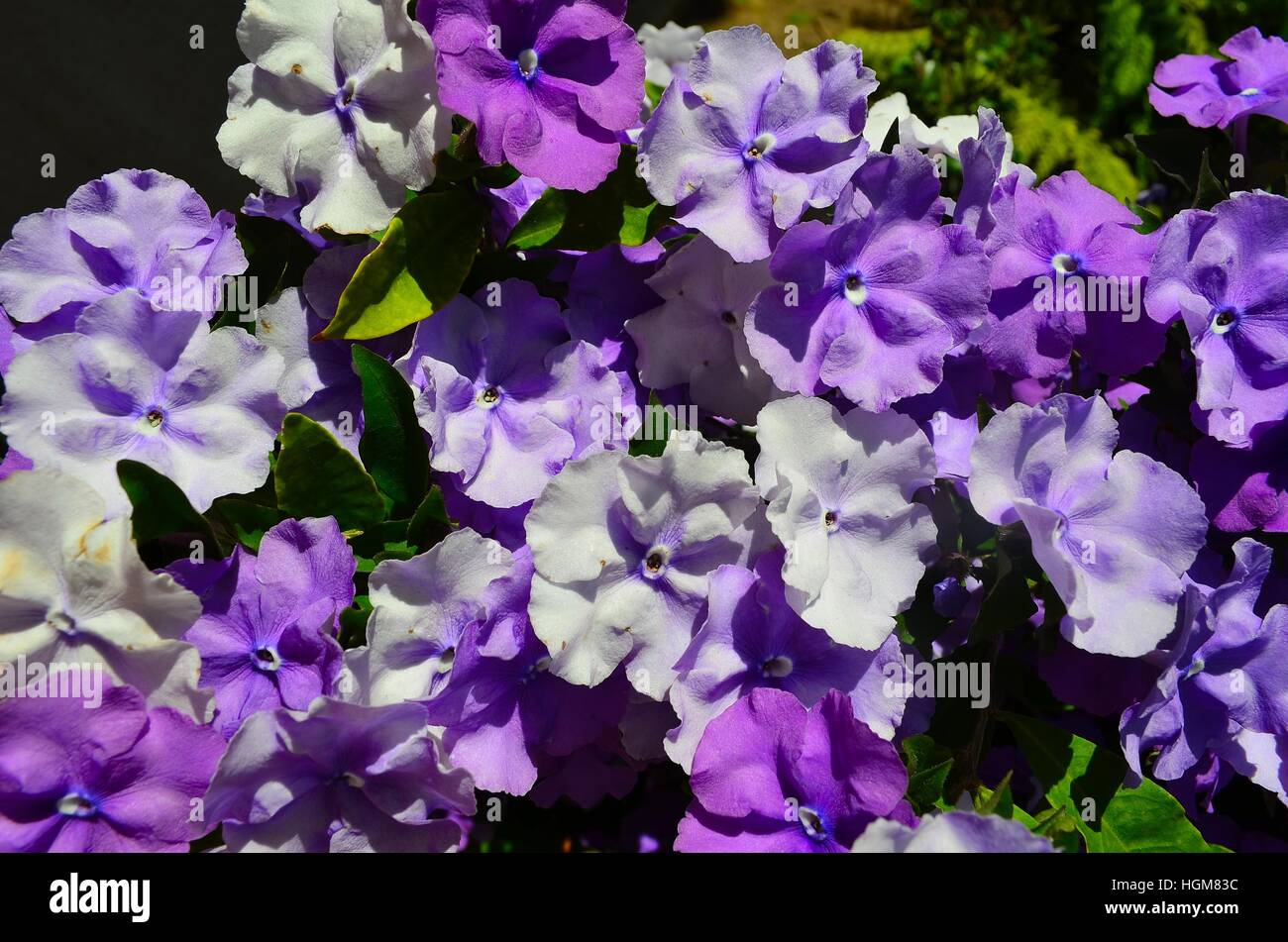Yesterday, Today, and Tomorrow Flowers, Balboa Park, San Diego, California Stock Photo