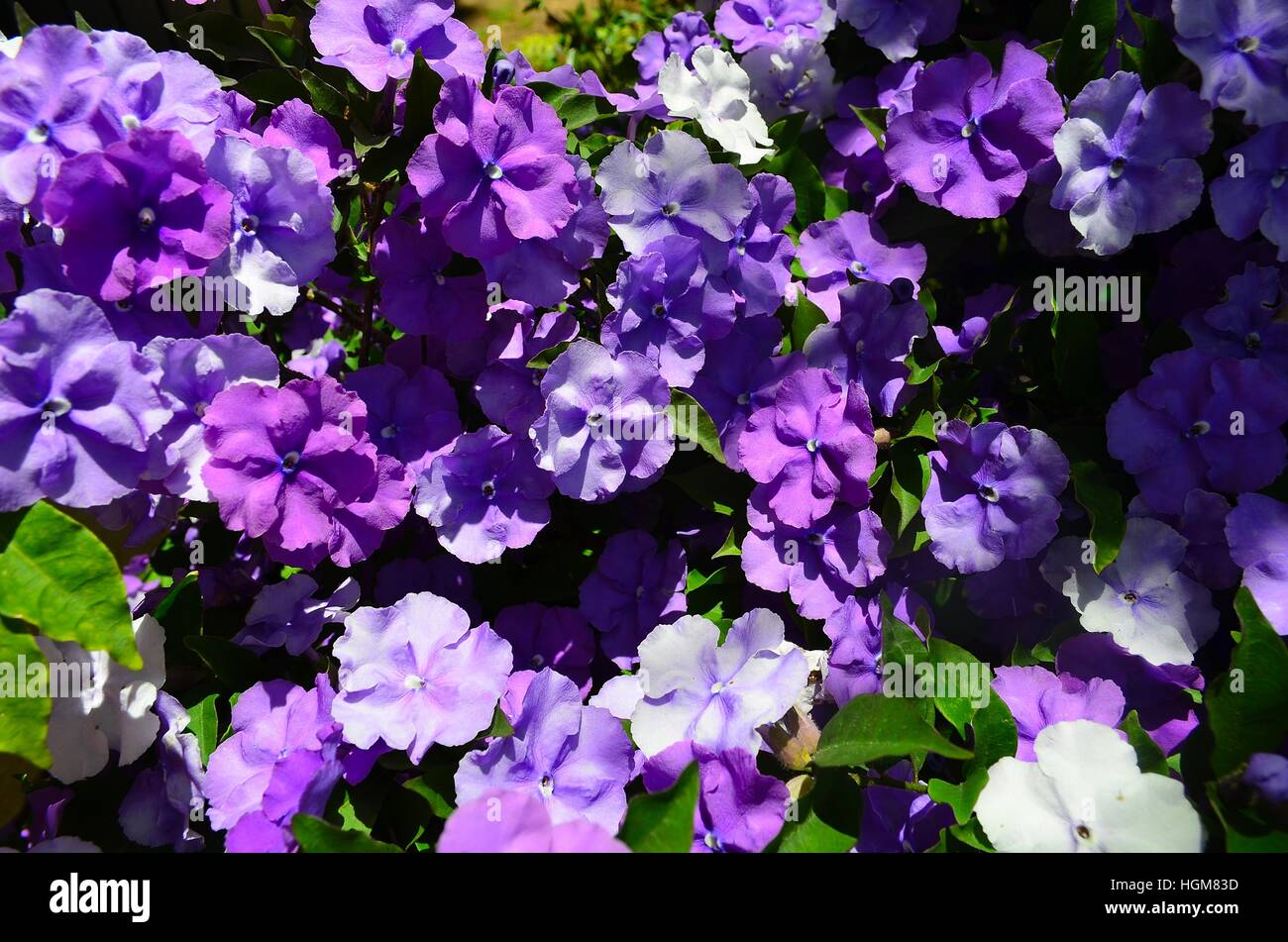 Yesterday today tomorrow flowers balboa hires stock photography and images Alamy