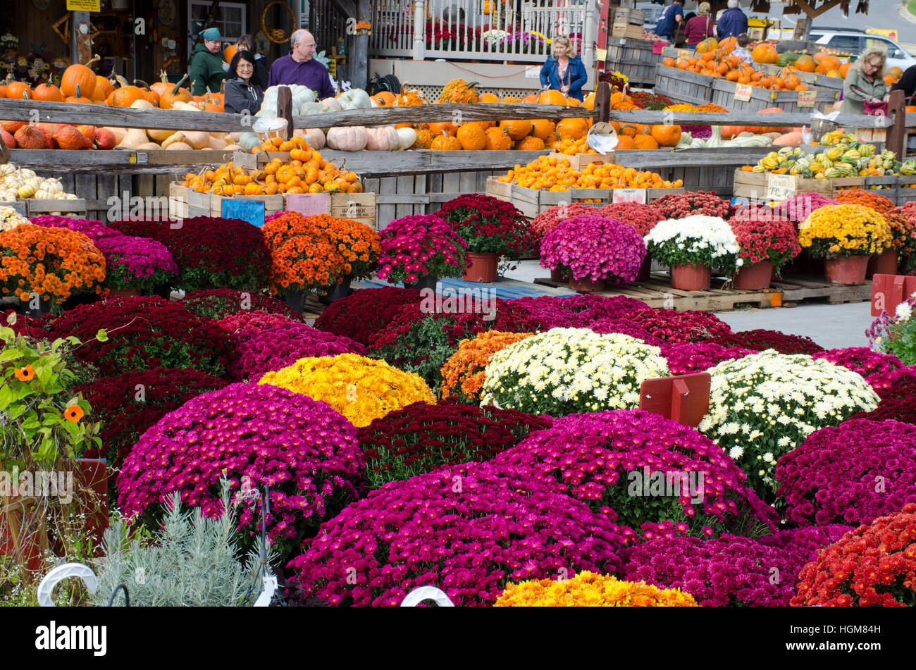Brightly colored mums flowers, pumpkins, and other autumn produce at Baugher's Orchards and Farms in Westminster, Maryland. Stock Photo