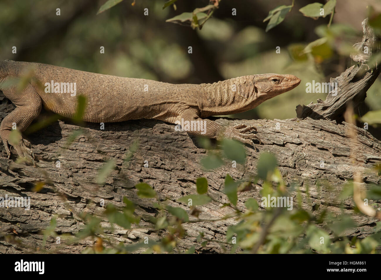 A Monitor Lizard at Keoladeo Ghana National Park,Rajasthan Stock Photo