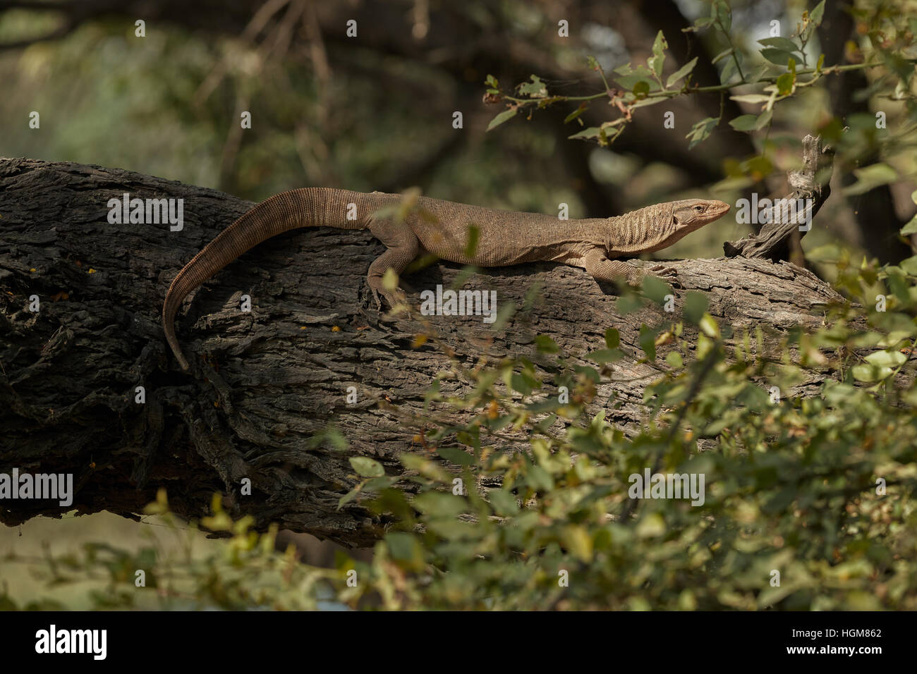 A Monitor Lizard at Keoladeo Ghana National Park,Rajasthan Stock Photo