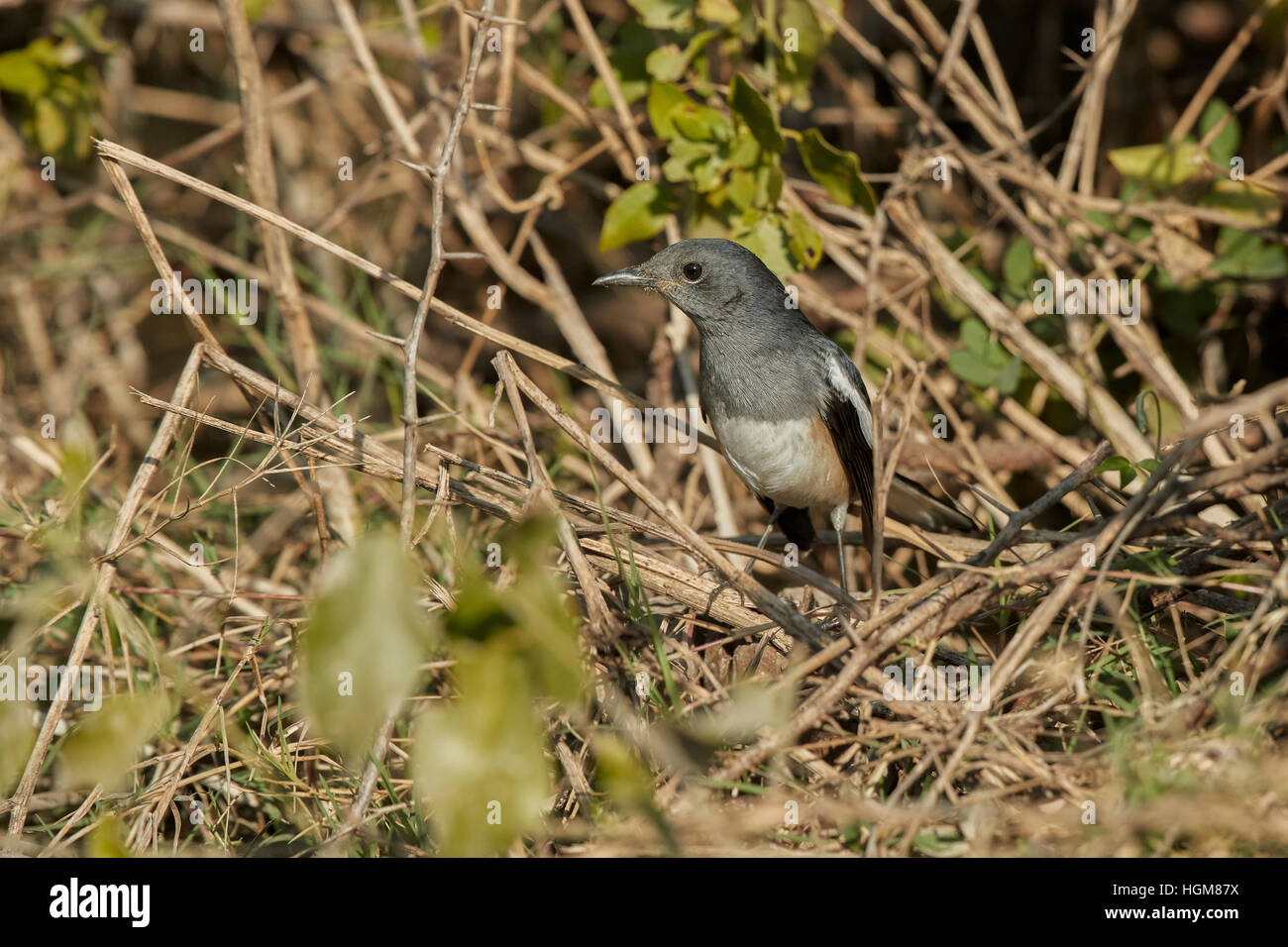 The oriental magpie-robin (Copsychus saularis) female  sitting on natural habitat Stock Photo