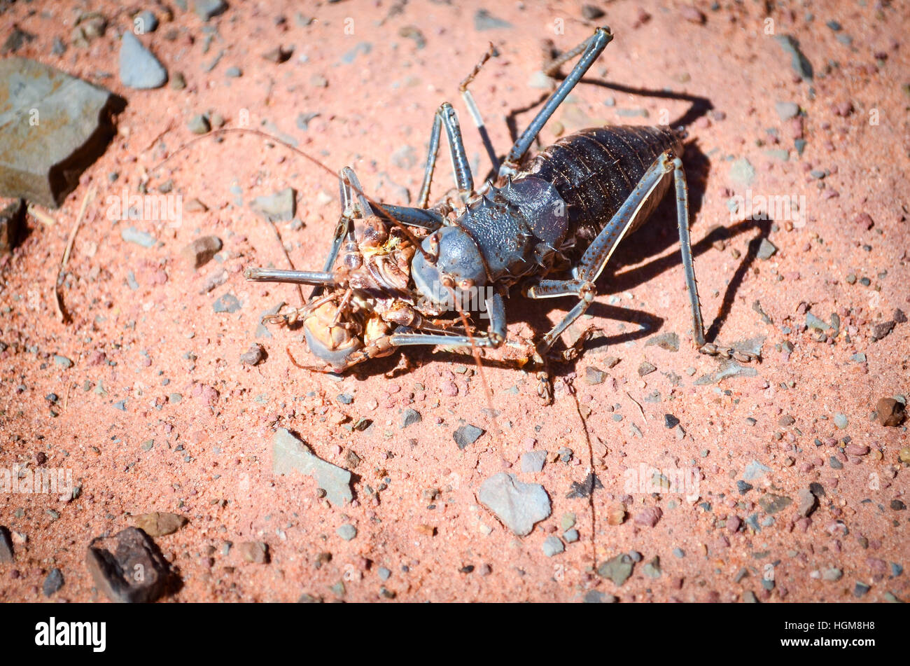 Armored cricket eating a sibling in Namibia Stock Photo Alamy