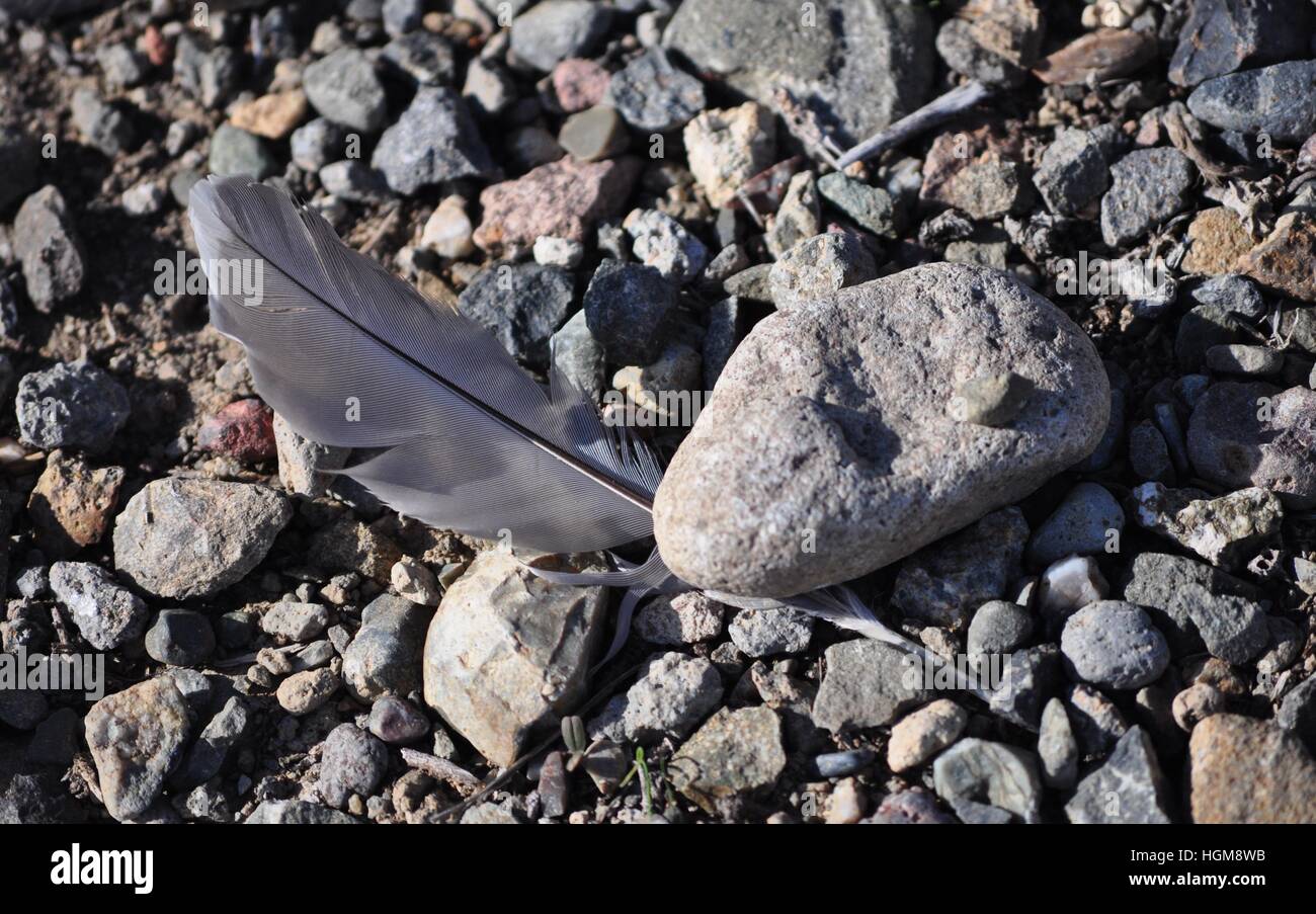 A feather under a rock Stock Photo Alamy