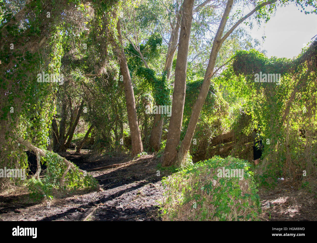 The Lush Green Secret Garden In The Careniup Wetlands With