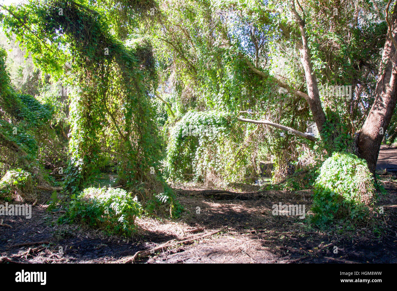 The Lush Green Secret Garden In The Careniup Wetlands With