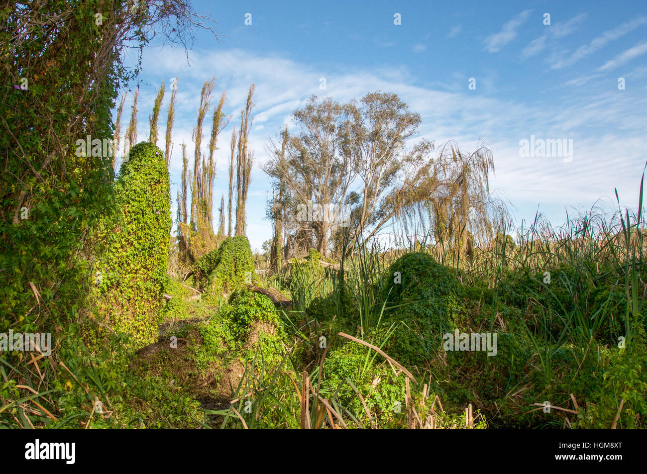 The lush green secret garden in the Careniup Wetlands with overgrown