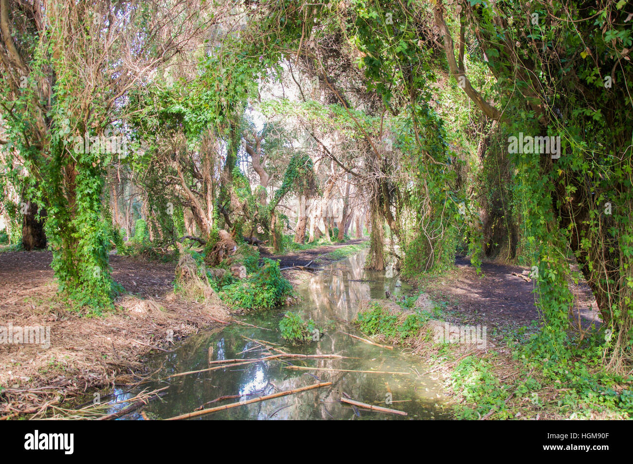 The Lush Green Secret Garden In The Careniup Wetlands With