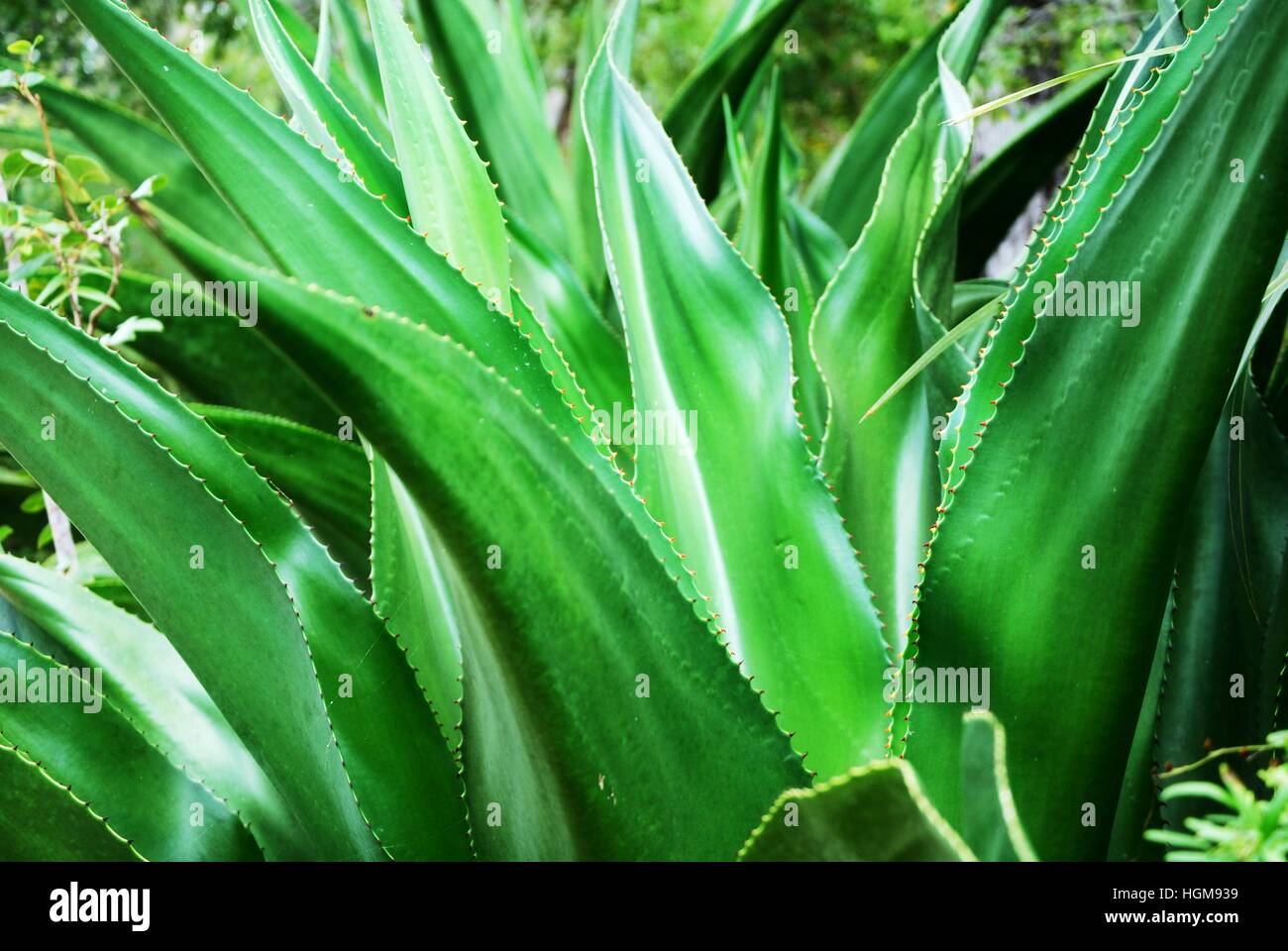 Shiny leaves of Tropical Aloe Vera plant Stock Photo
