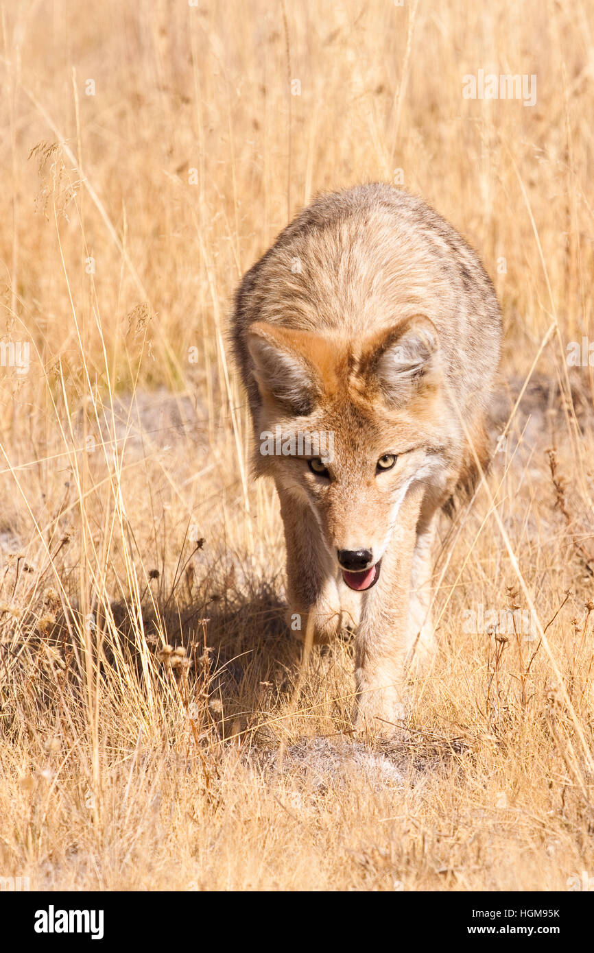Golden coyote hires stock photography and images Alamy