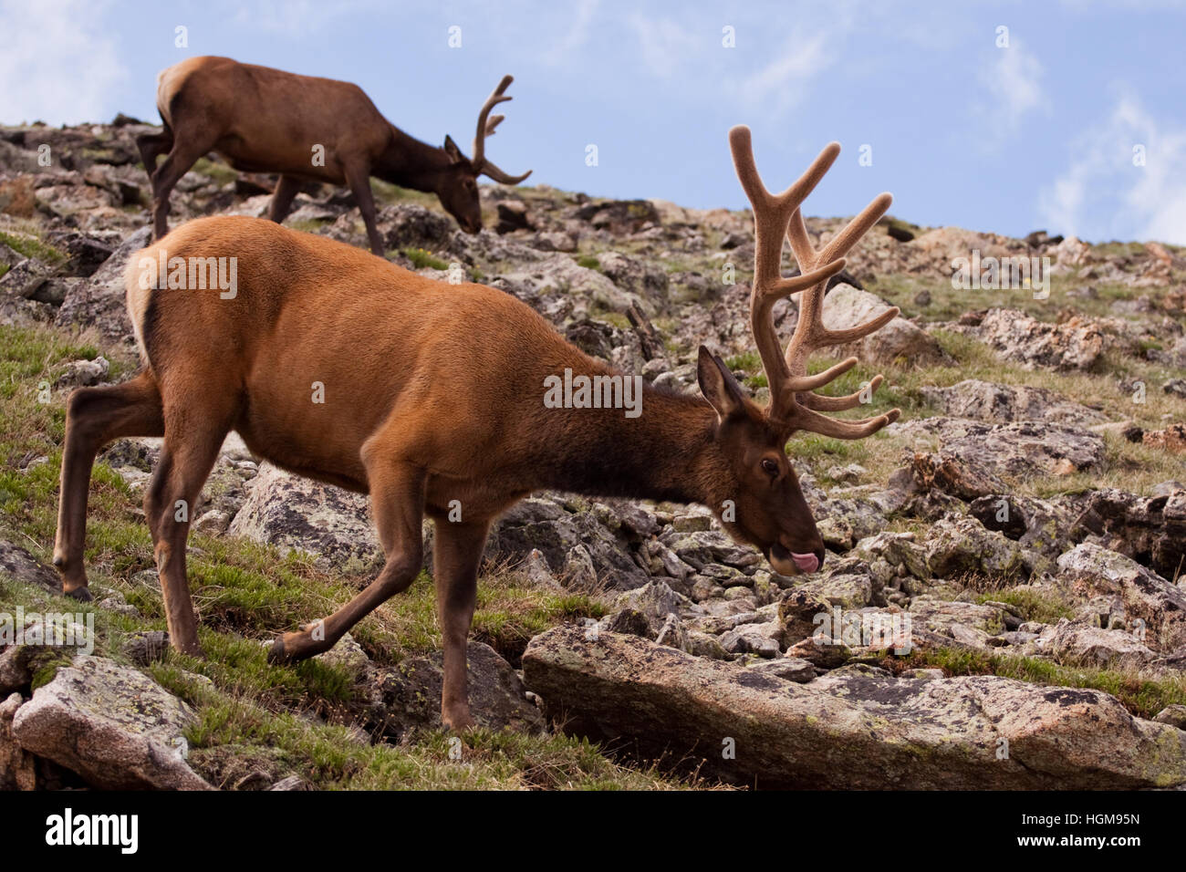 Two elk walk along a steep slope of green grass and many rocks. Both elk have large antlers covered in velvet. The closer of the two is licking his li Stock Photo