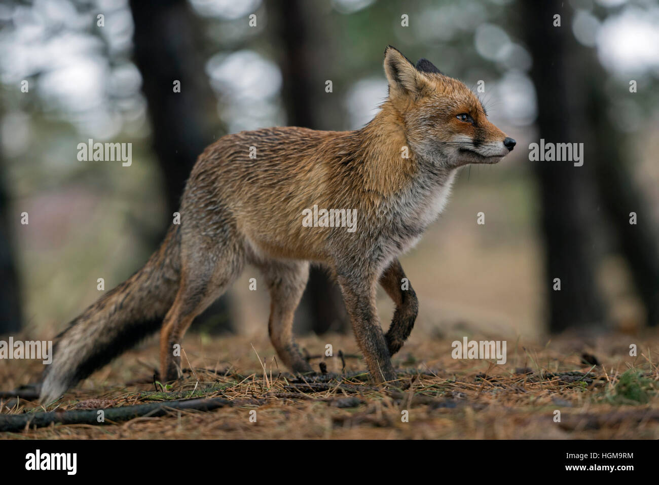 Red Fox ( Vulpes vulpes ) in winter fur, stands in a coniferous forest, with cocked front leg, watching attentive, rainy day. Stock Photo