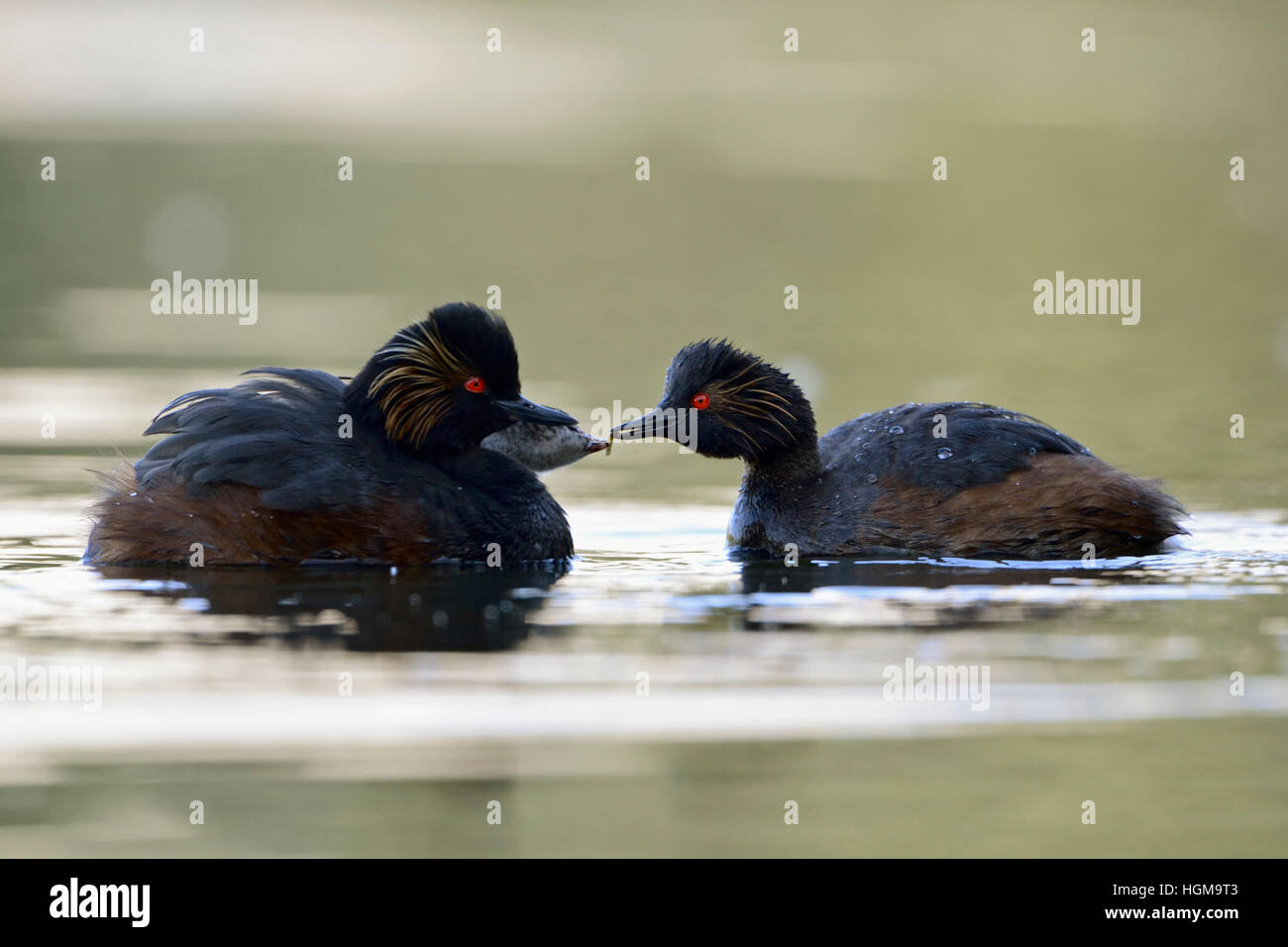 Black necked Grebes / Eared Grebes ( Podiceps nigricollis ), pair of, carrying chicks on the back, feeding its chick. Stock Photo