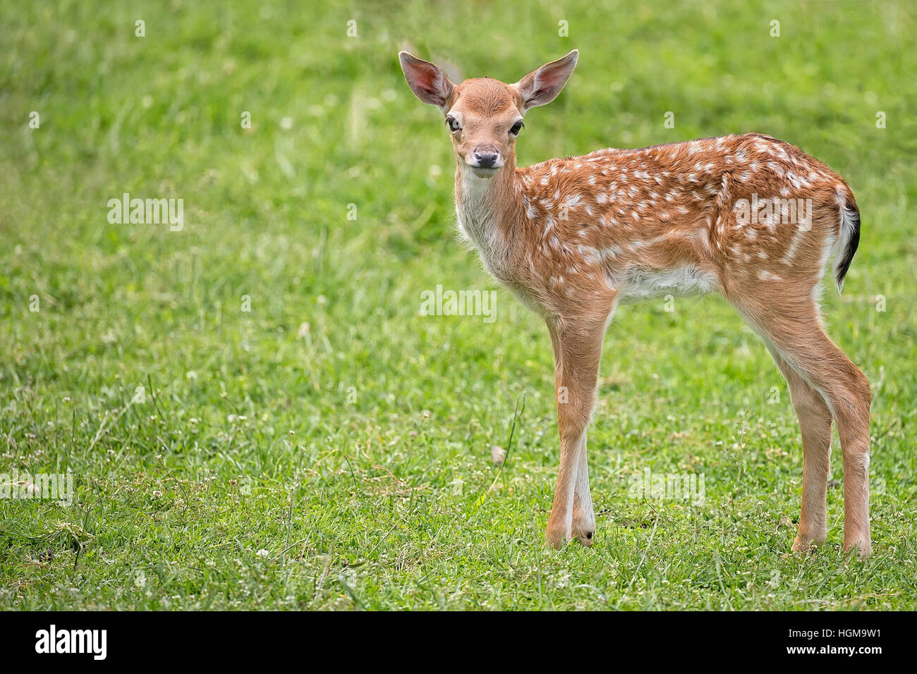 Young fallow deer in the wild Stock Photo