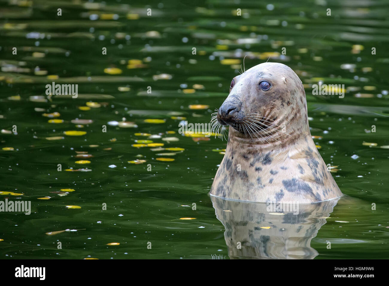 Seal in the wild Stock Photo