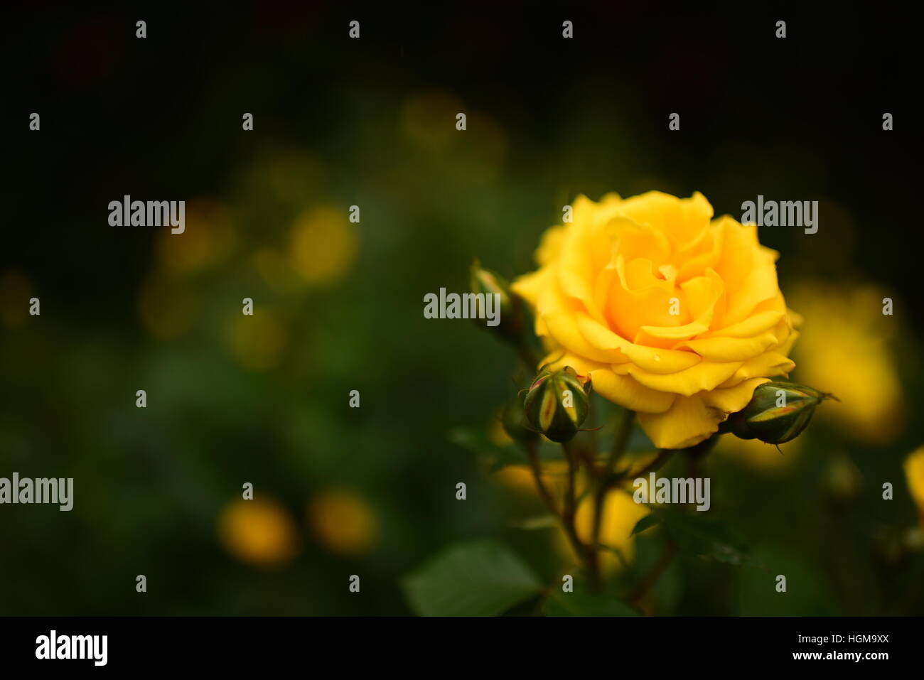 China rose hires stock photography and images Alamy