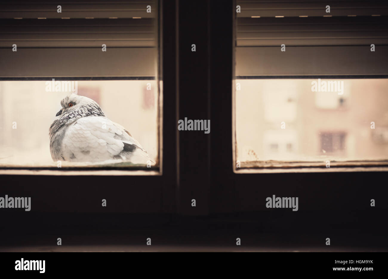 Winter season, a huddled pigeon in front of window. Stock Photo