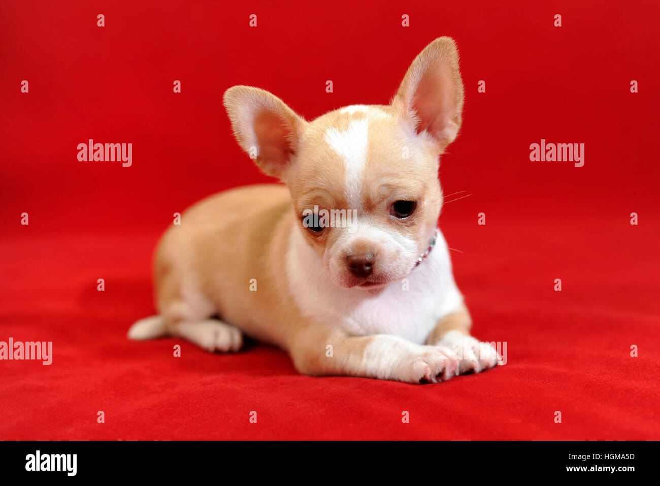 Portrait of short-hair Chihuahua puppy on red background Stock Photo - Alamy