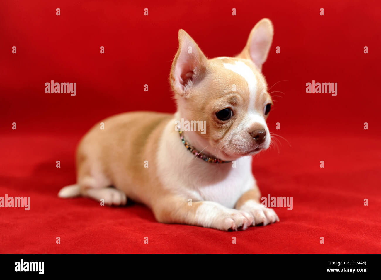 Short hair chihuahua puppy 2025