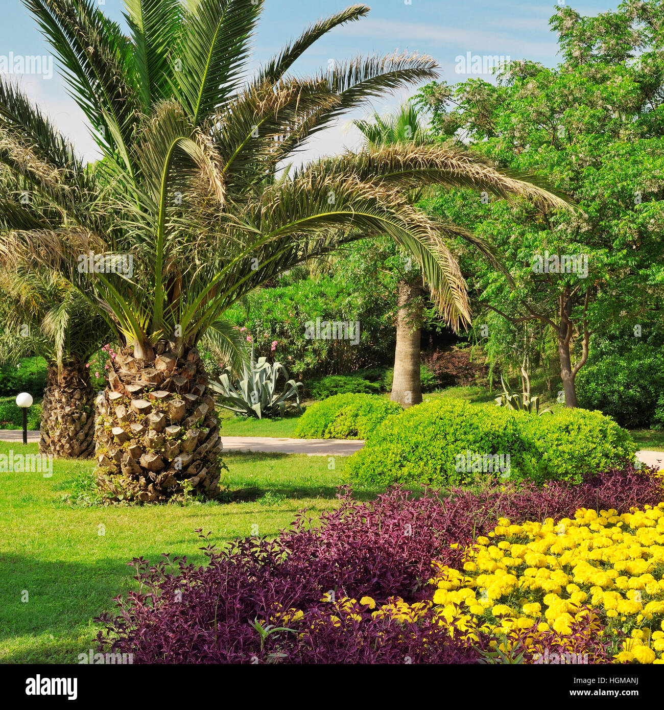 Tropical palm trees in a beautiful park Stock Photo - Alamy