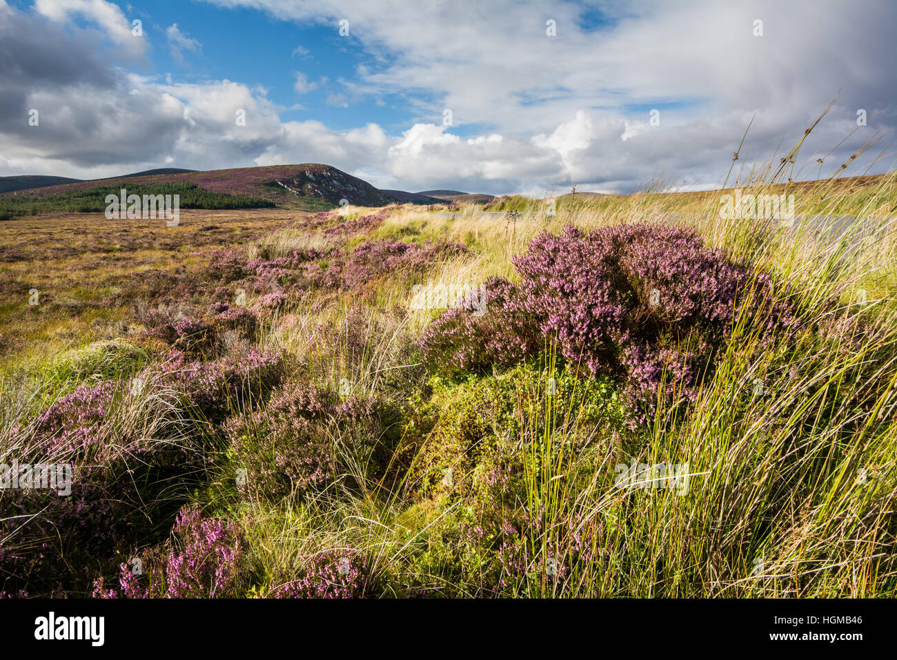 Purple Heather blooming on upland bog in the Wicklow Mountains National Park in Ireland on a summers day Stock Photo