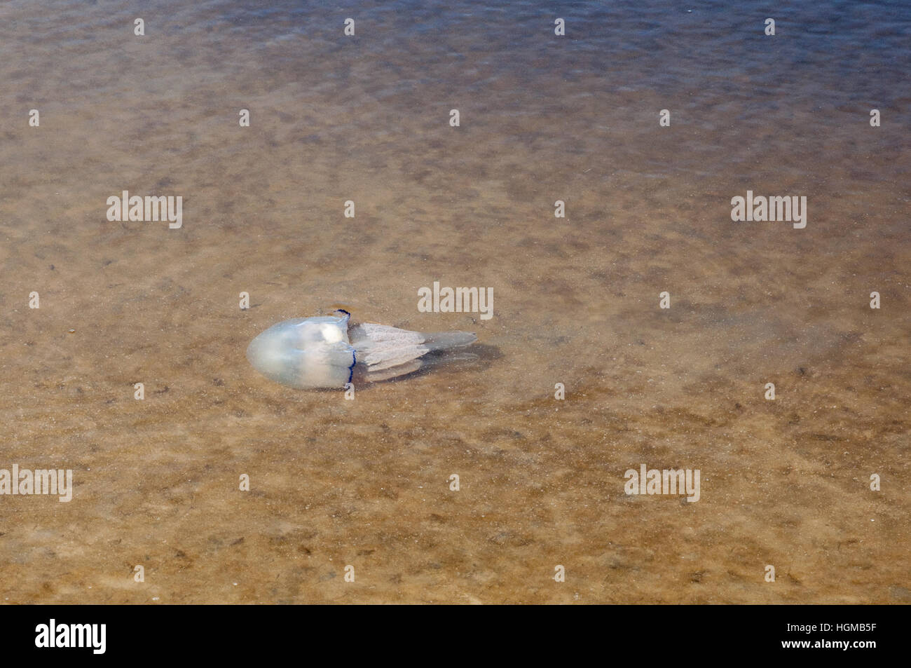 Barrel Jellyfish swimming in shallow water Stock Photo Alamy