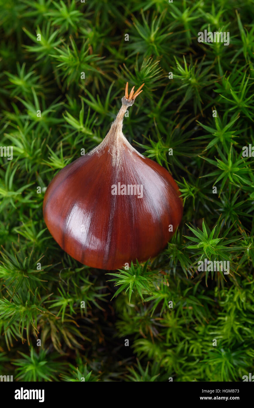Chestnut fruit on moss background Stock Photo