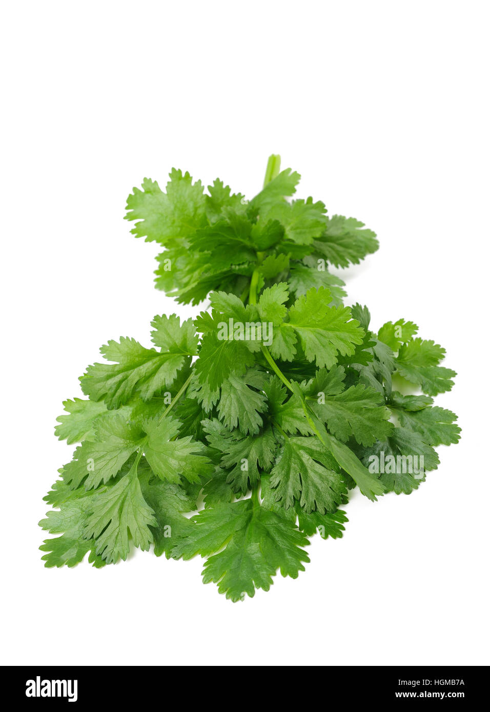 Fresh Coriander bunch isolated on white background Stock Photo Alamy