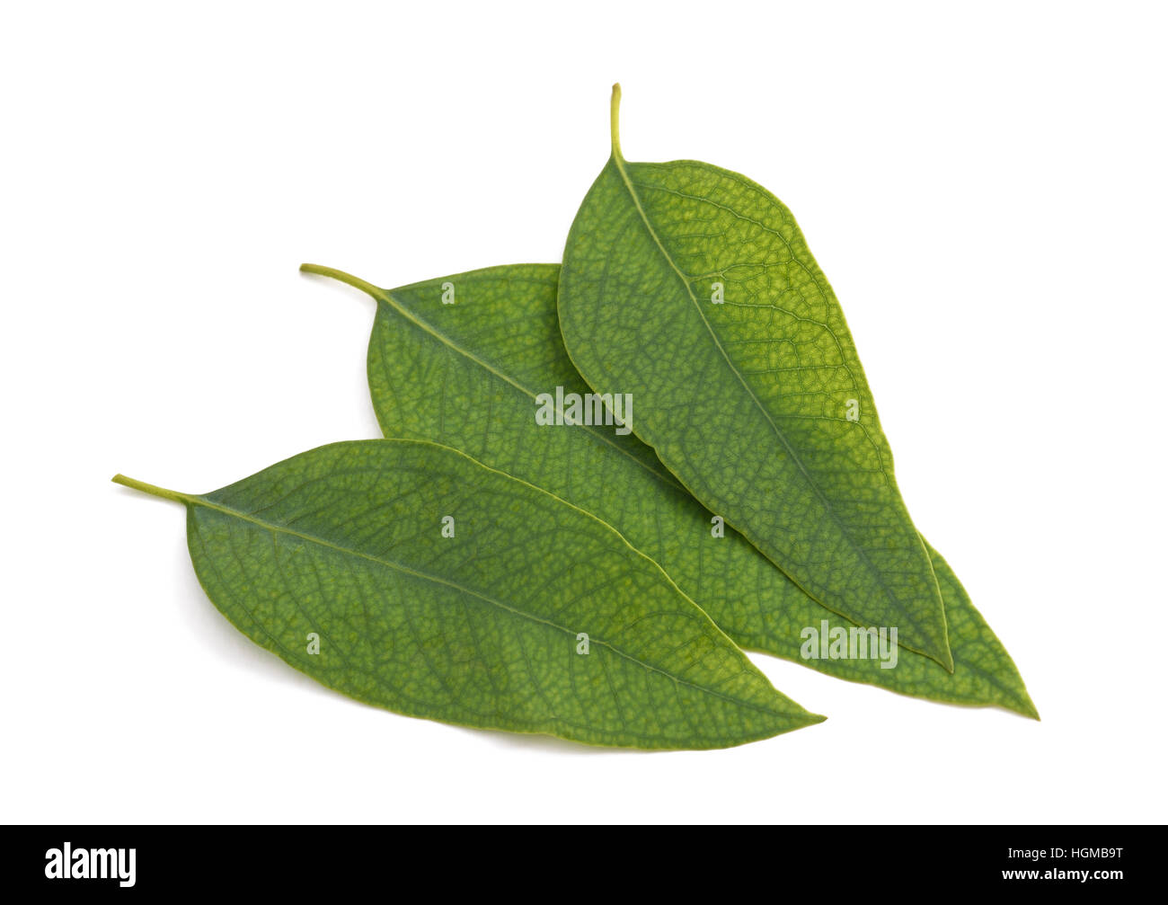 Eucalyptus leaves hi-res stock photography and images - Alamy