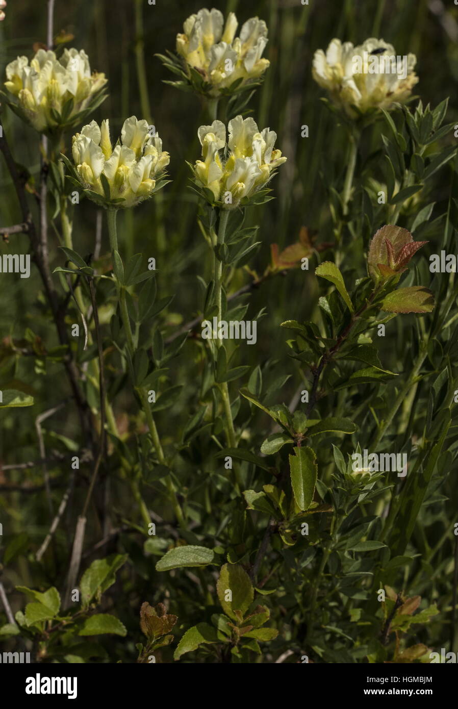 Shrubby creamy legume, Chamaecytisus albus in flower in limestone grassland, Slovakia. Stock Photo