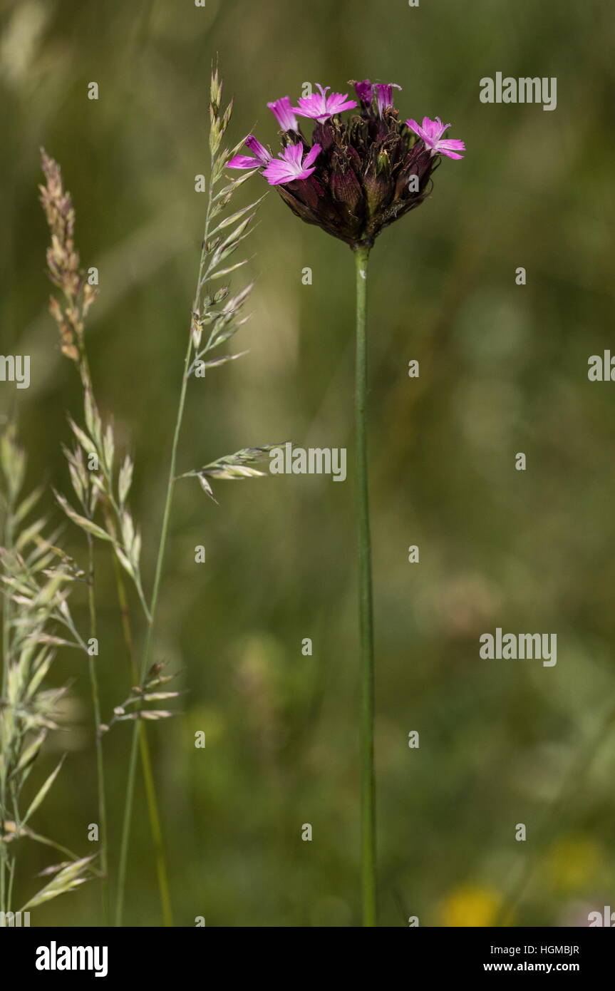 Carthusian Pink, Dianthus carthusianorum in flower in limestone grassland, Slovakia. Stock Photo