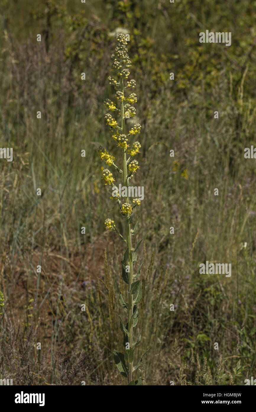 White Mullein (yellow form), Verbascum lychnitis in flower on limestone grassland. Stock Photo