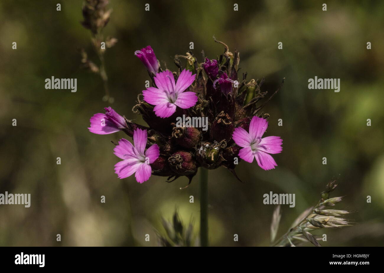 Carthusian Pink, Dianthus carthusianorum in flower in limestone grassland, Slovakia. Stock Photo