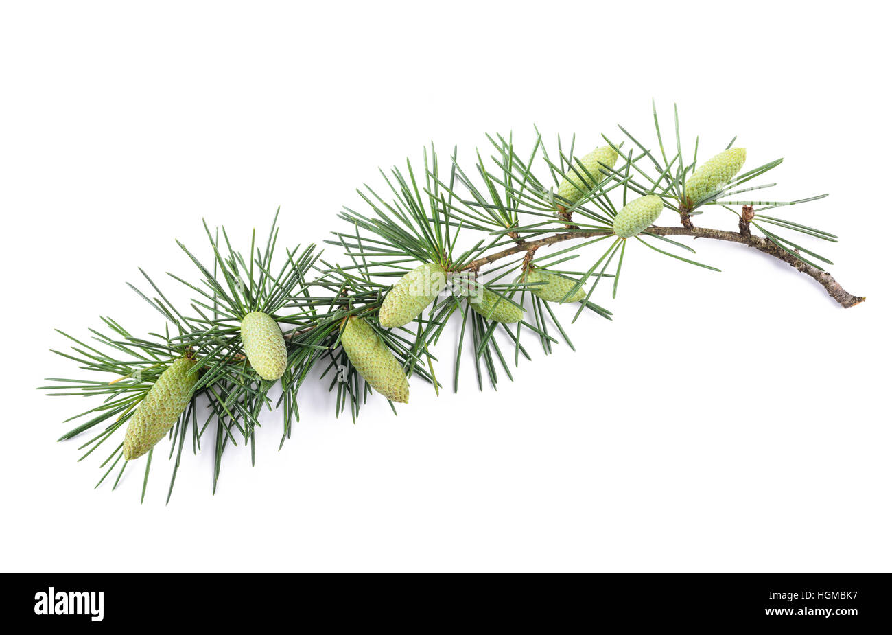 Pine branch with buds isolated on white Stock Photo