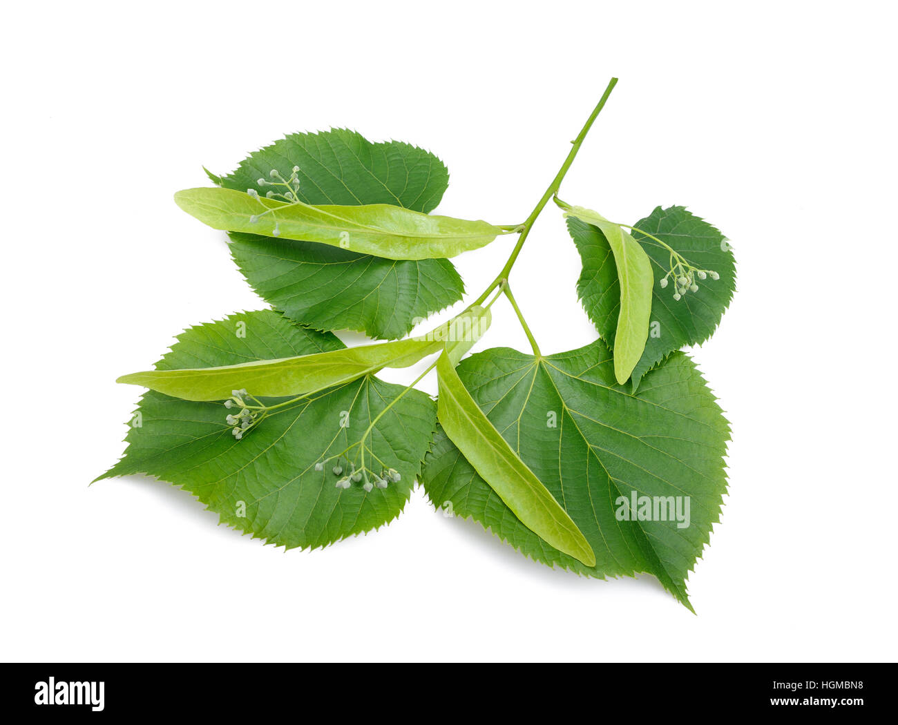 linden branch with bract isolated on white background Stock Photo