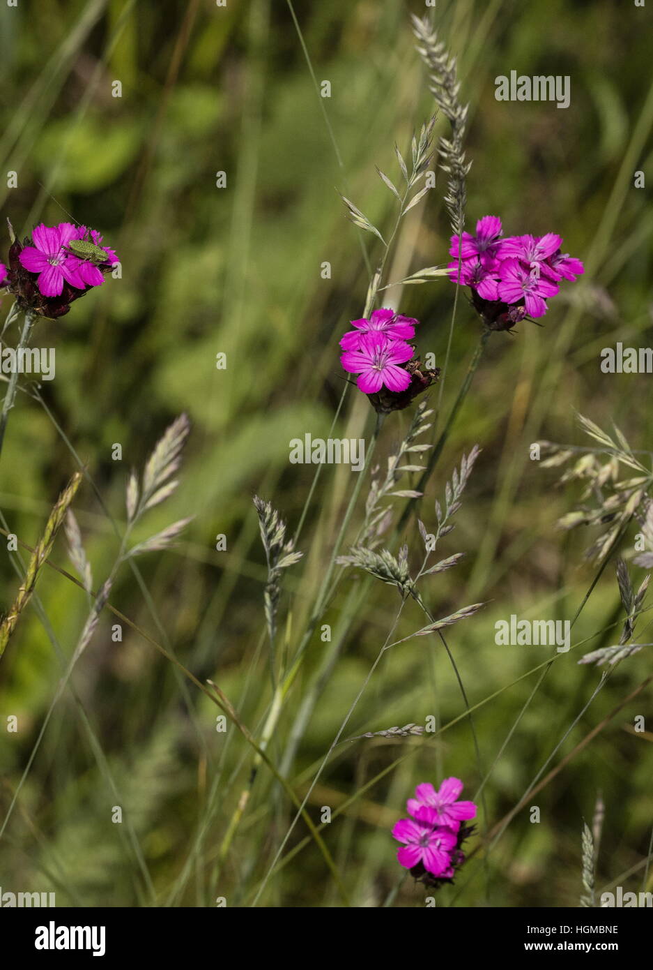Carthusian Pink, Dianthus carthusianorum in flower in limestone grassland, Slovakia. Stock Photo