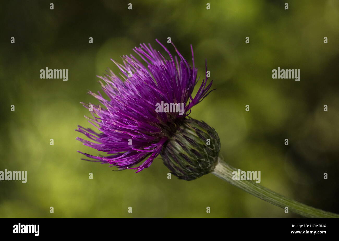 Pannonic Thistle, Cirsium pannonicum in flower, Hungary. Stock Photo