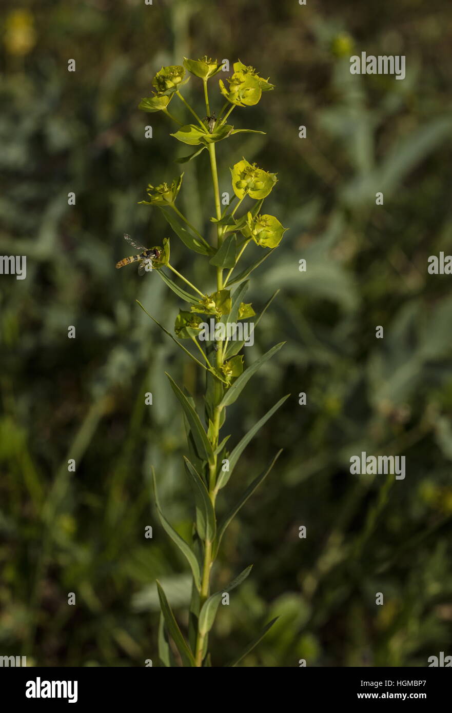 Twiggy Spurge, Euphorbia virgata in flower on limestone grassland, Slovakia. Stock Photo