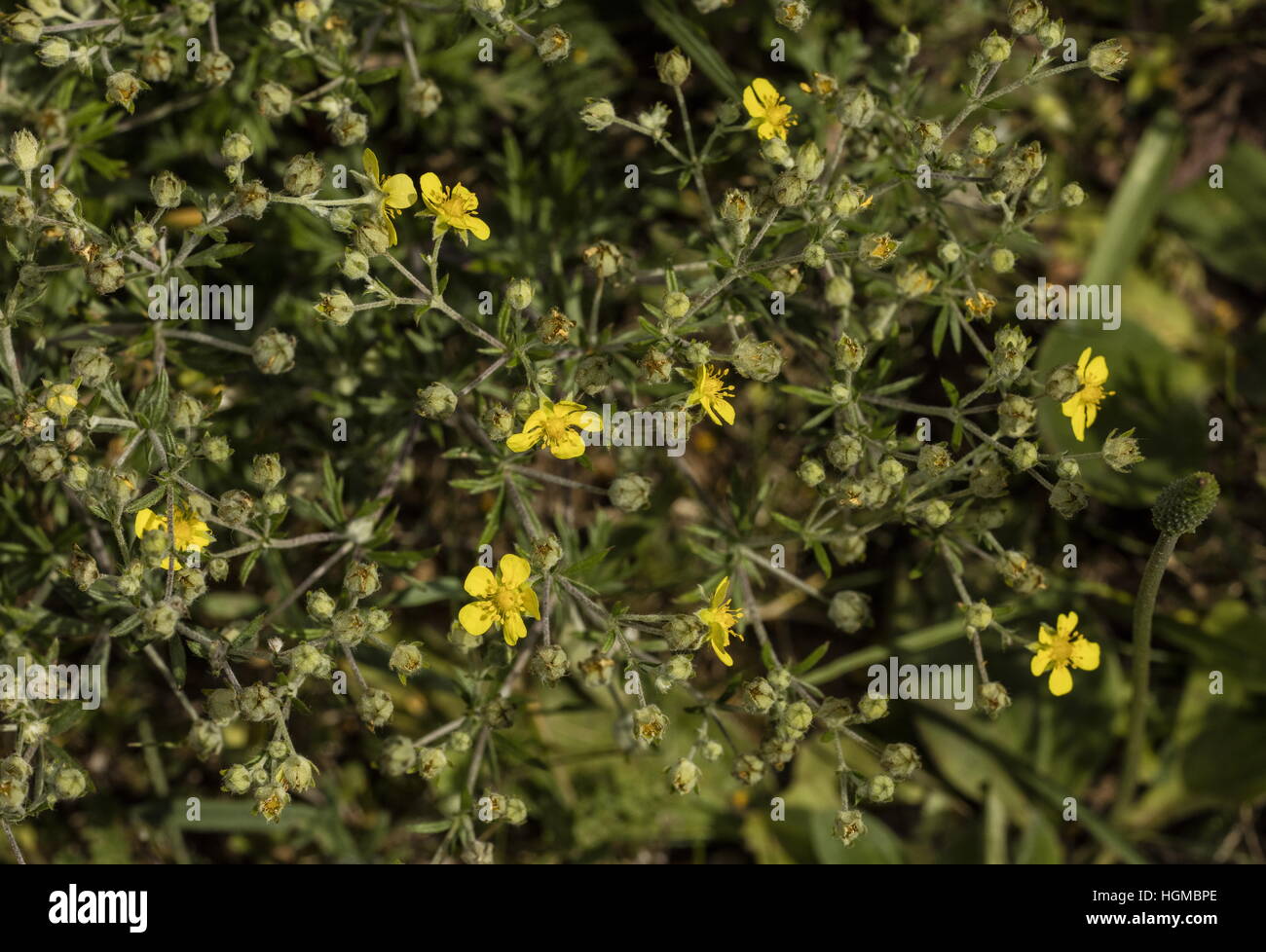 Hoary cinquefoil, Potentilla argentea in flower, dry limestone grassland. Stock Photo