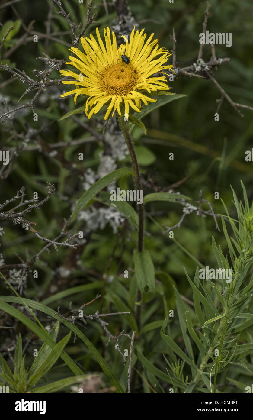 Hairy Fleabane, Inula hirta, in flower on limestone grassland. Stock Photo