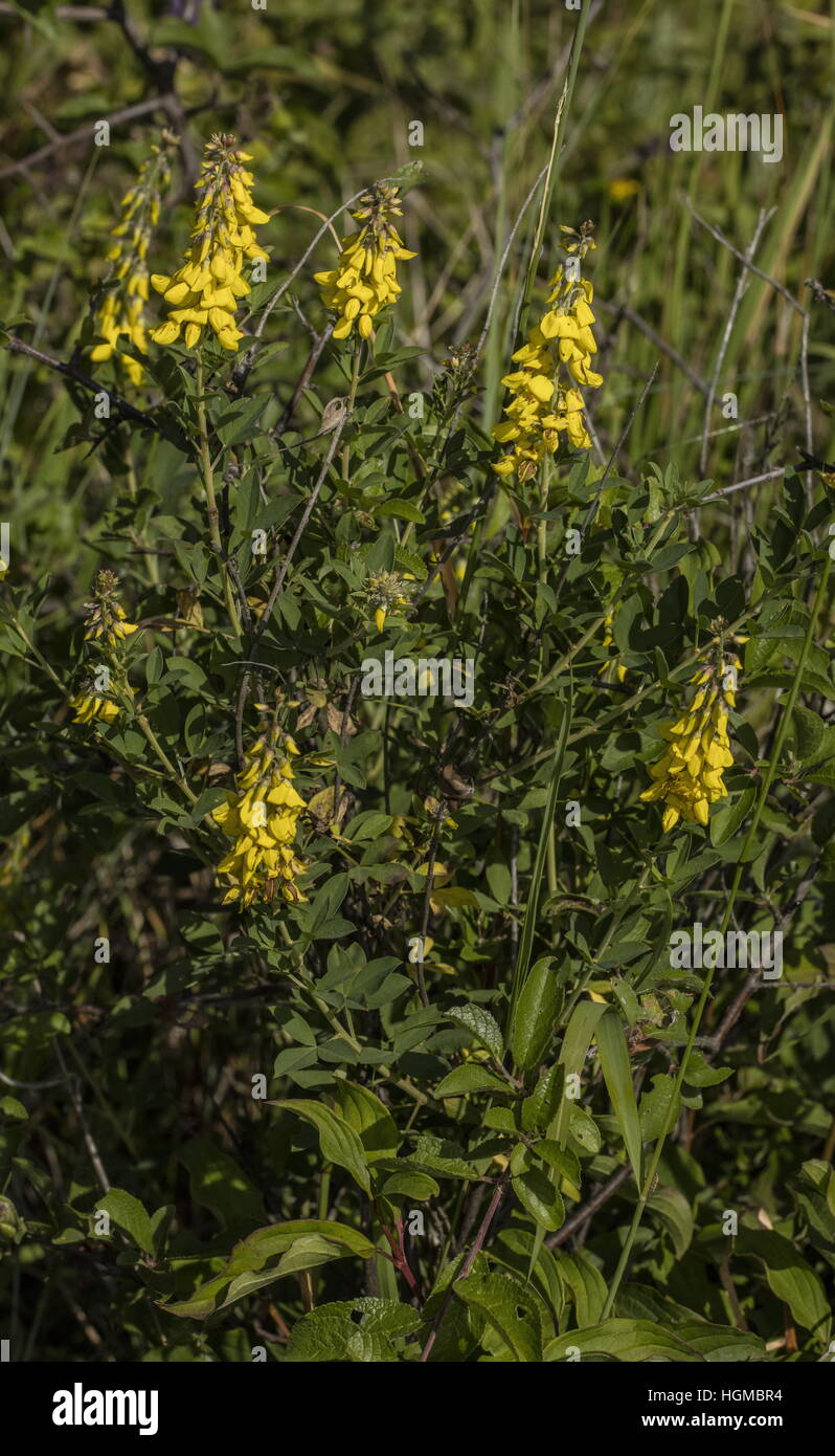 Black Broom, Lembotropis nigricans,  in flower on limestone grassland, Hungary. Stock Photo
